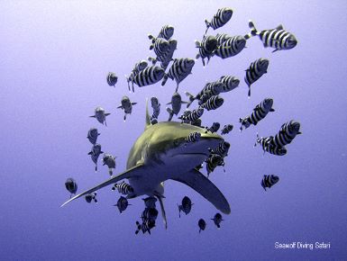 North / Strait of Tiran / Dahab / Brother Islands 11 days